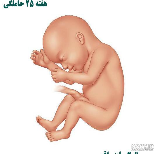 مراحل رشد جنین هفته به هفته