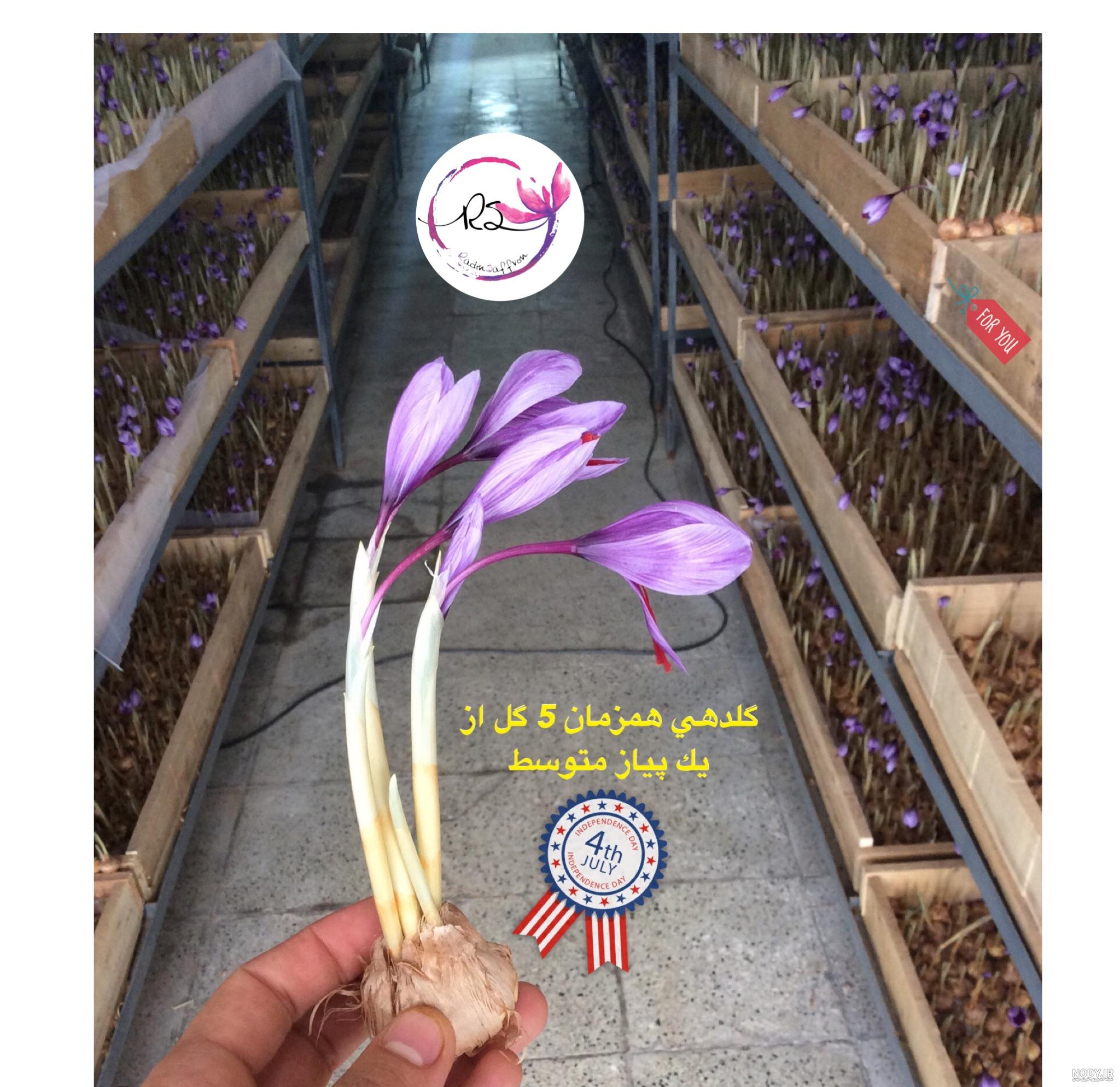 مقاله کشت زعفران گلخانه ای مقاله کشت زعفران گلخانه ای