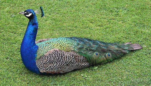 ملکه عکس طاووس صورتی