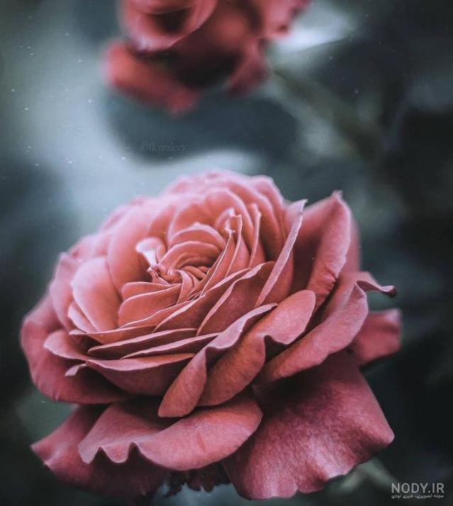 مناظر گلهای زیبا