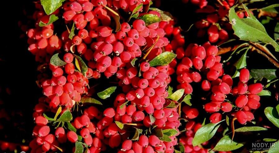 نوبت دهی درمانگاه باغ زرشک اصفهان نوبت دهی درمانگاه باغ زرشک اصفهان