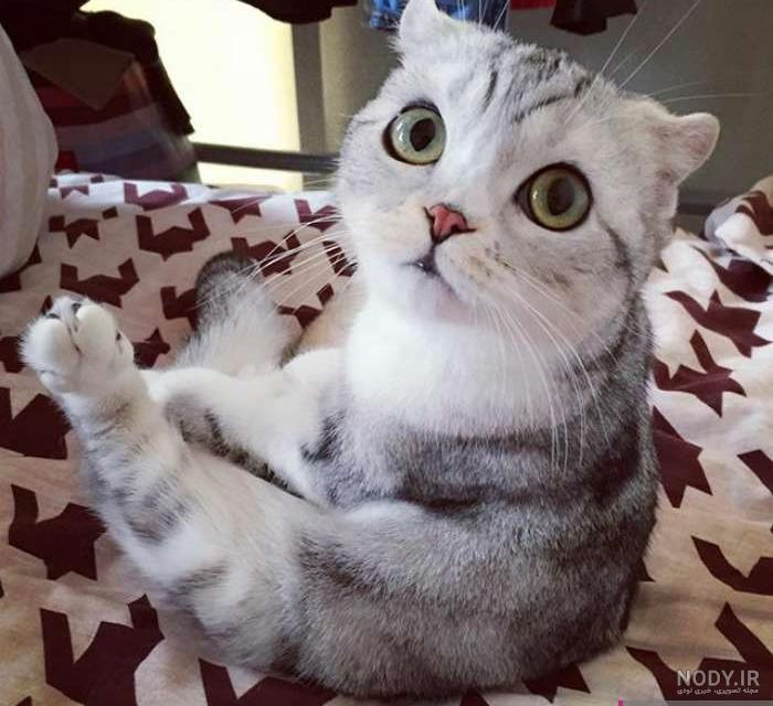 نژاد گربه