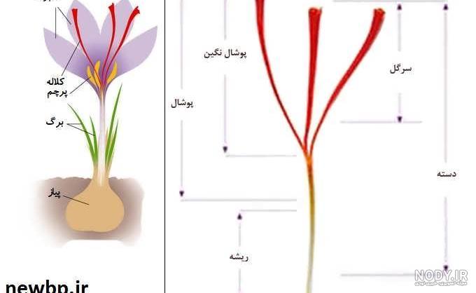 هزینه کشت زعفران گلخانه ای هزینه کشت زعفران گلخانه ای