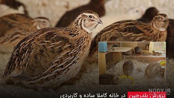 وزن بلدرچین
