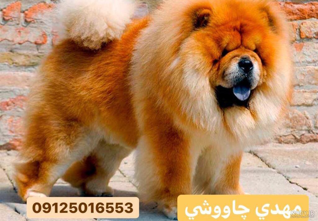 چاوچاو خرسی چاوچاو خرسی