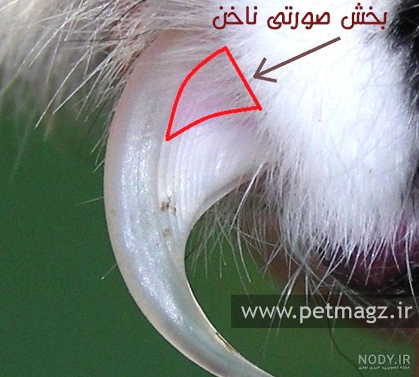 چجوری ناخن خرگوش را بگیریم چجوری ناخن خرگوش را بگیریم