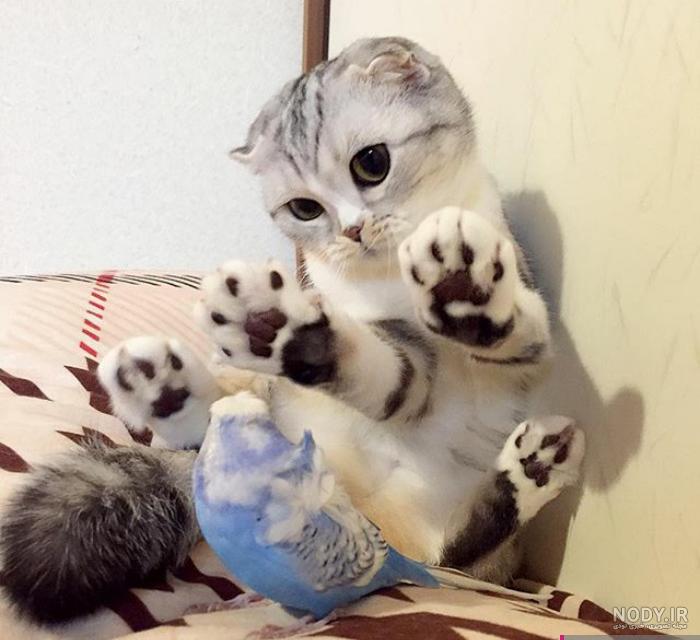 چه گربه ای برای من مناسب است