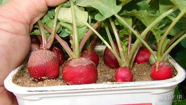 کاشت تربچه در تابستان