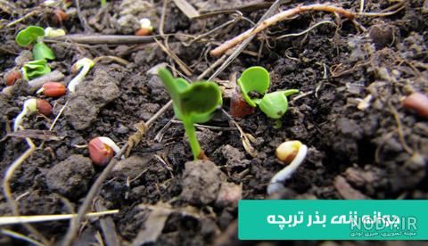 کاشت تربچه قرمز