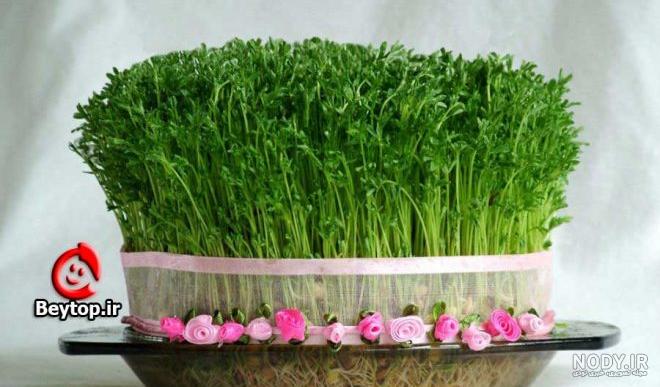 کاشت شاهی در اب کاشت شاهی در اب