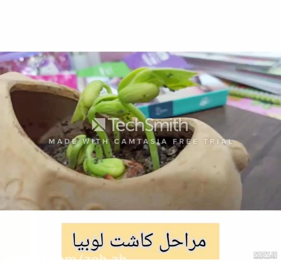 کاشت لوبیا در گلدان کاشت لوبیا در گلدان