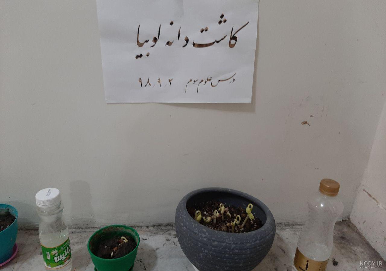 کاشت لوبیا چیتی کاشت لوبیا چیتی