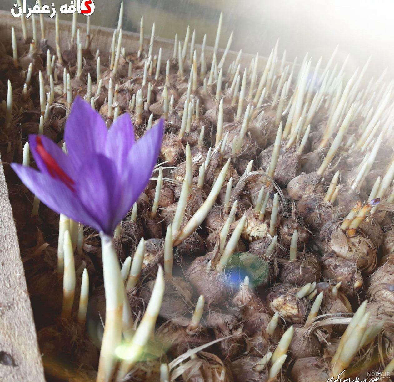 کشت زعفران گلخانه ای در گیلان کشت زعفران گلخانه ای در گیلان