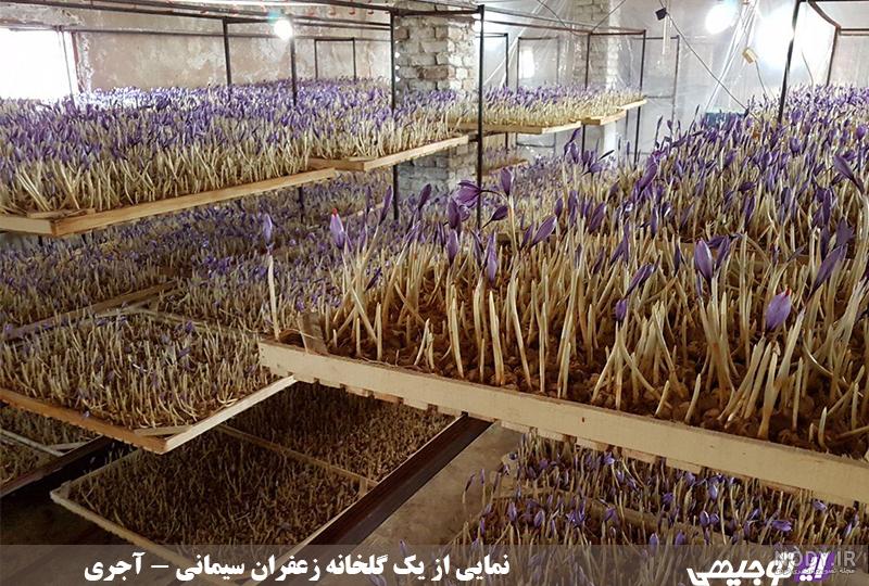 کشت زعفران گلخانه ای در گیلان کشت زعفران گلخانه ای در گیلان