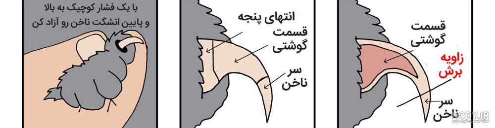 کلاه ناخن گربه دیجی کالا کلاه ناخن گربه دیجی کالا
