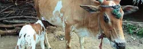 حشرات خطرناک خانگی حشرات خطرناک خانگی