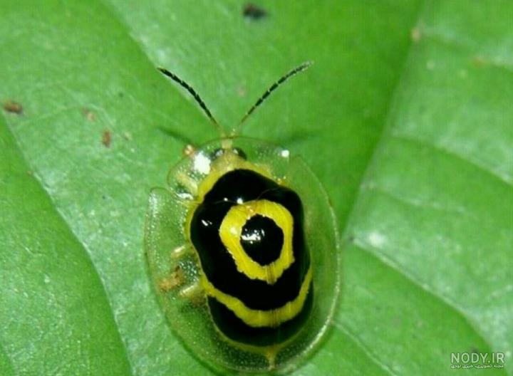 حشره سیاه کوچک