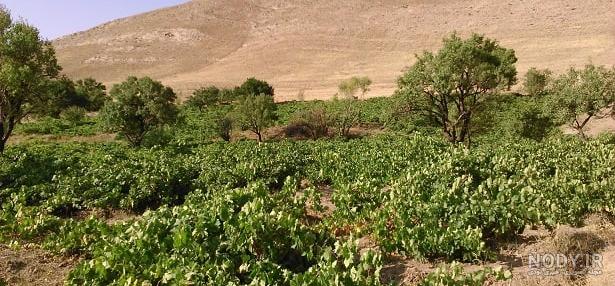 دیوار ضیاءآباد دیوار ضیاءآباد