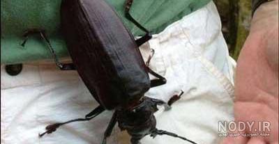 سوسک خیلی بزرگ