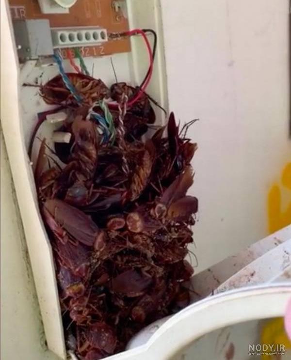 عکس سوسک از نزدیک عکس سوسک از نزدیک