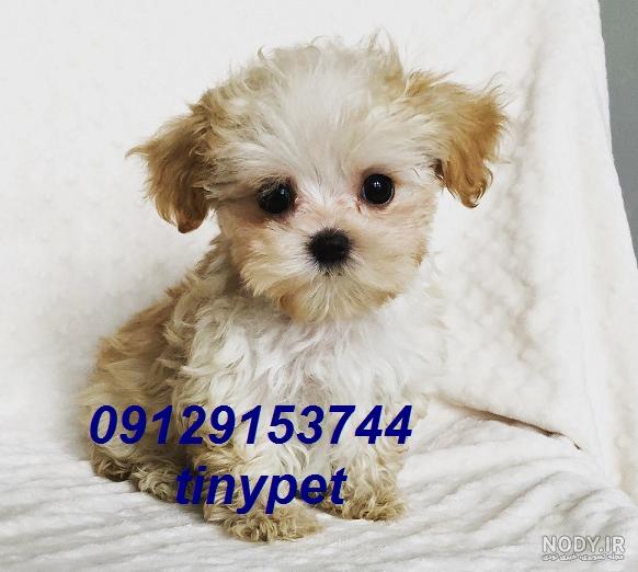 عکس سگ نژاد شیتزو کراس