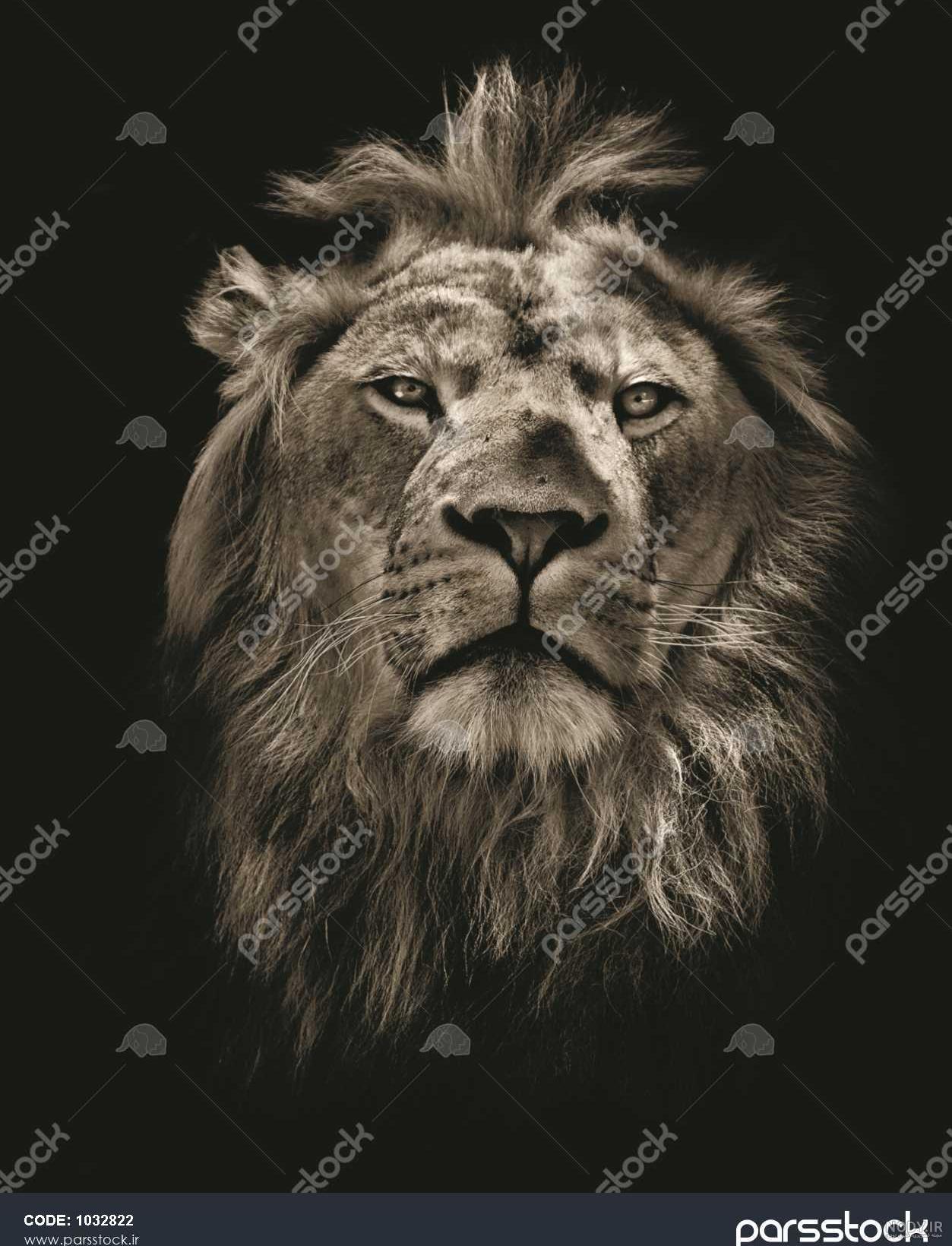 عکس شیر آتشین عکس شیر آتشین