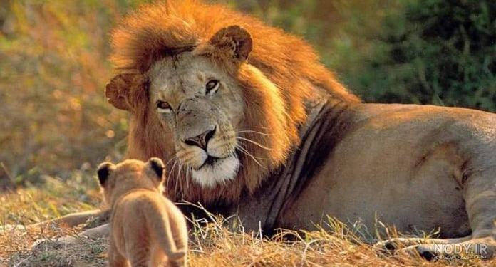 عکس شیر برای تصویر زمینه عکس شیر برای تصویر زمینه