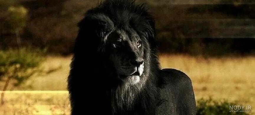عکس شیر سیاه برای پروفایل
