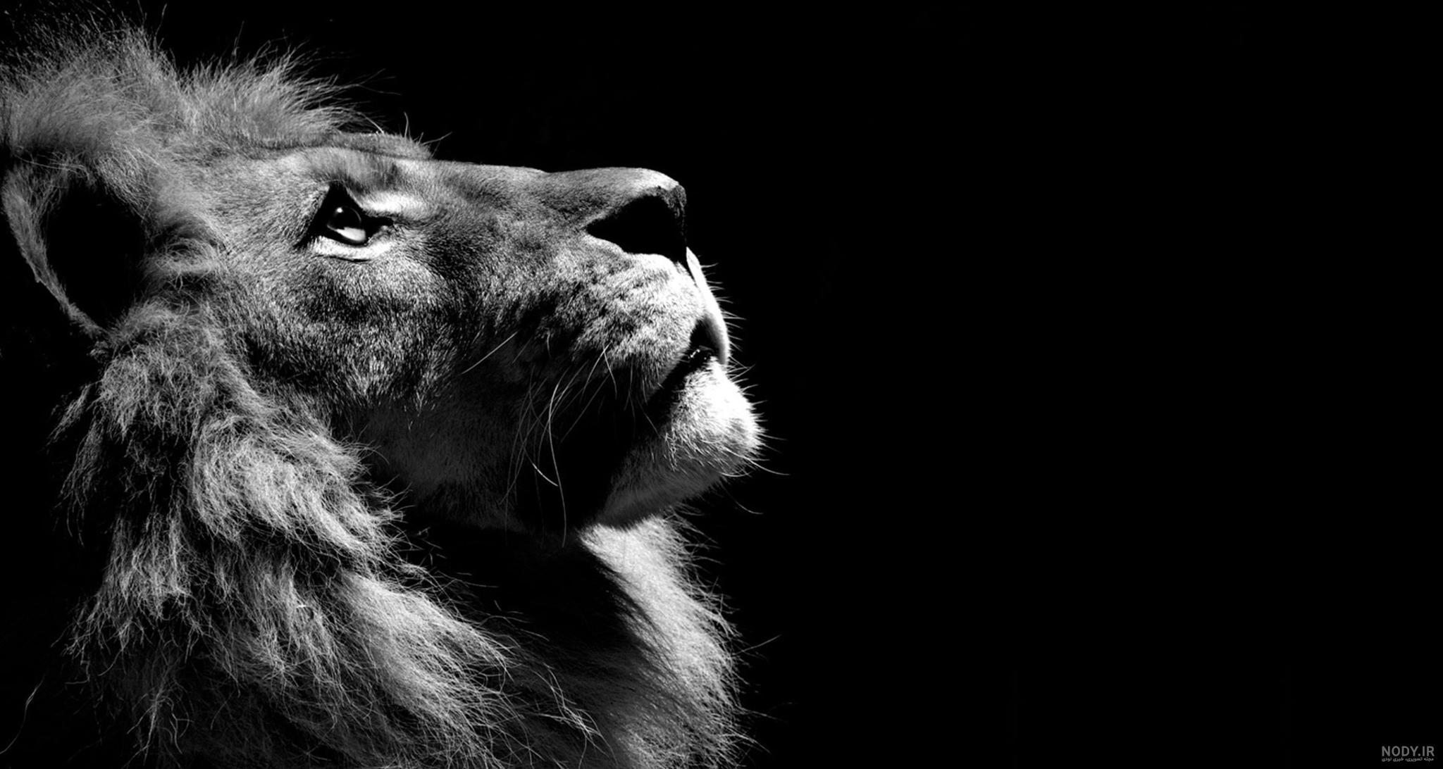 عکس شیر سیاه و سفید برای پروفایل