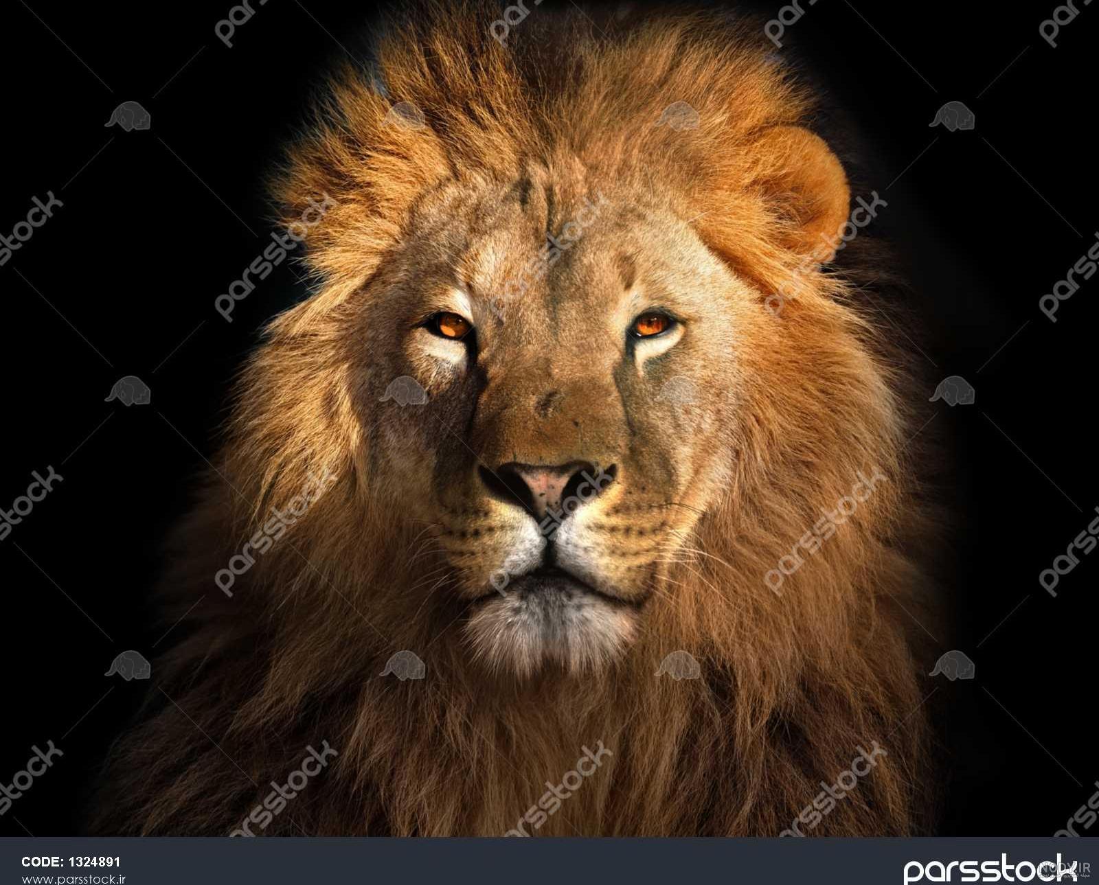 عکس شیر عصبانی عکس شیر عصبانی