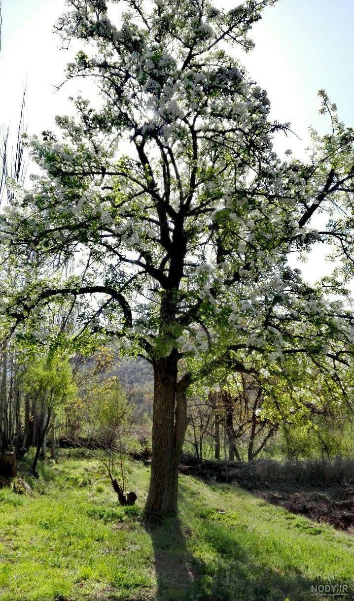 عکس طبیعت رویایی عکس طبیعت رویایی