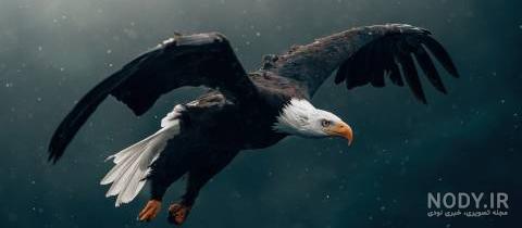 عکس عقاب برای تصویر زمینه عکس عقاب برای تصویر زمینه