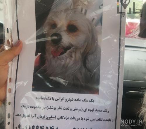 قیمت سگ شیتزو فلت