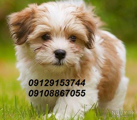 قیمت سگ شیتزو پیکینیز