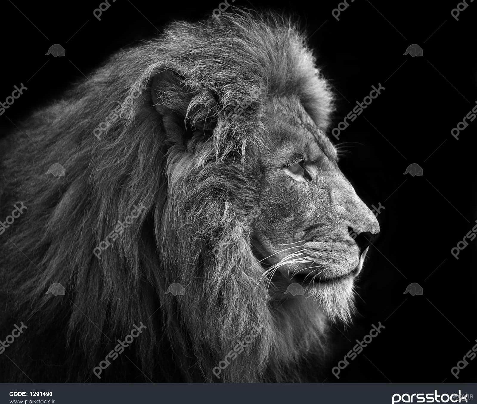 نقاشی سیاه قلم حیوانات ساده