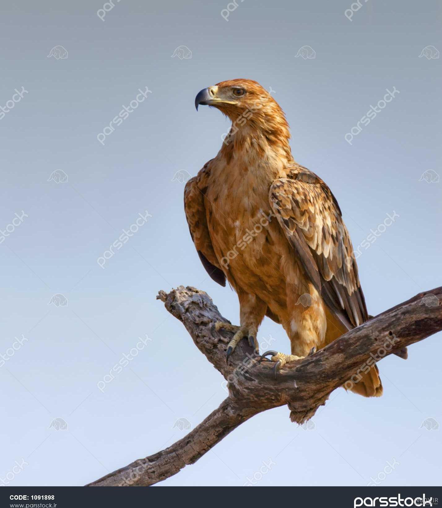 وزن عقاب وزن عقاب