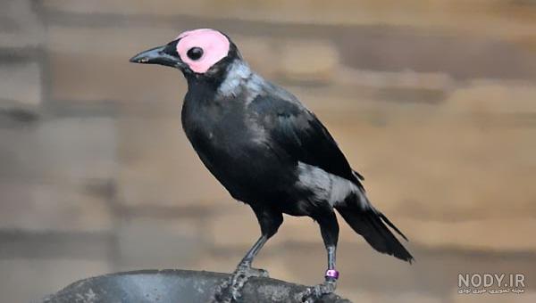 جوجه مرغ مینا