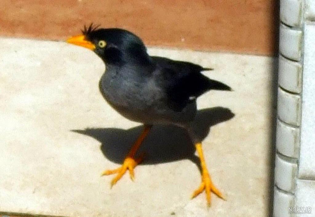 جوجه مینا فروشی