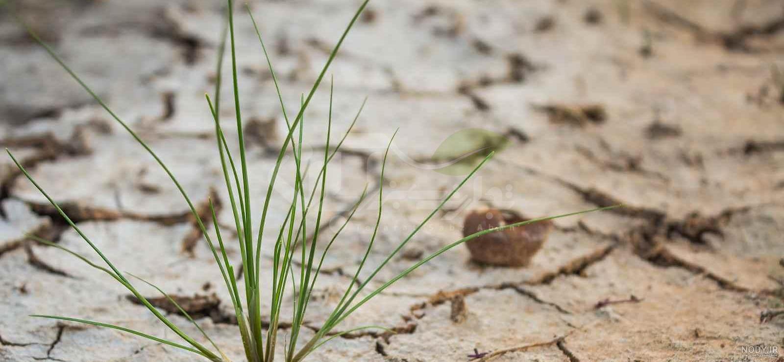 خاک اسیدی برای بلوبری