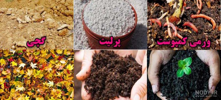 خاک زاموفیلیا اسیدی یا قلیایی