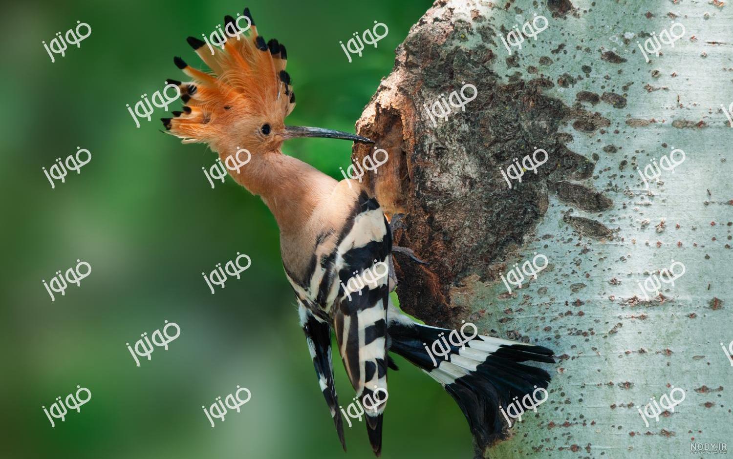 دارکوب منقار عاجی دارکوب منقار عاجی