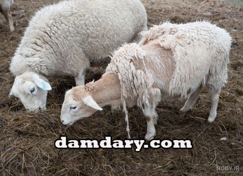 درمان ریه گوسفندان