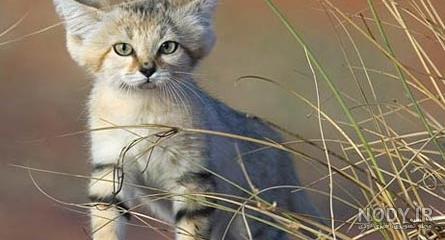 روباه آبی ایرانی