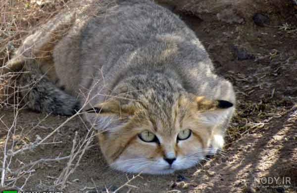 روباه ایرانی