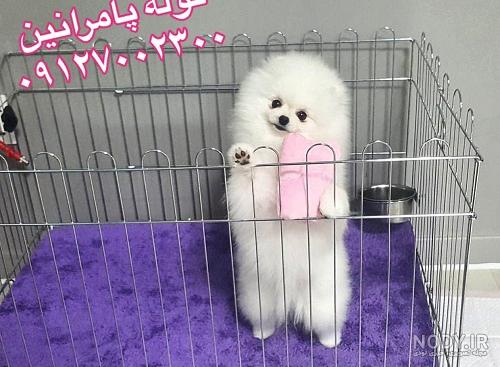 سگ کوچولو جیبی سگ کوچولو جیبی