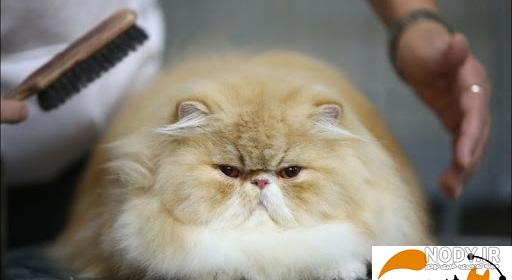 عکس بچه گربه پرشین کت عکس بچه گربه پرشین کت