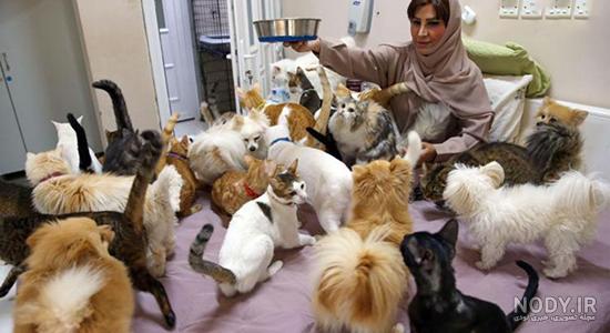 عکس سگ پشمالو عکس سگ پشمالو