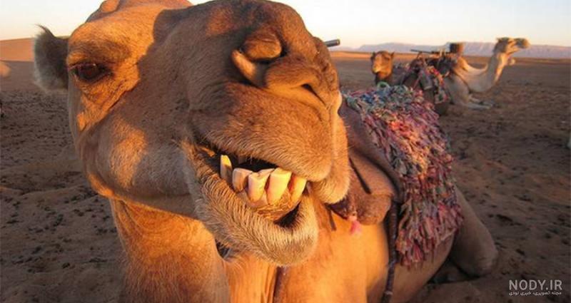 عکس شتر خندان