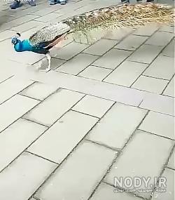 عکس طاووس رنگارنگ عکس طاووس رنگارنگ