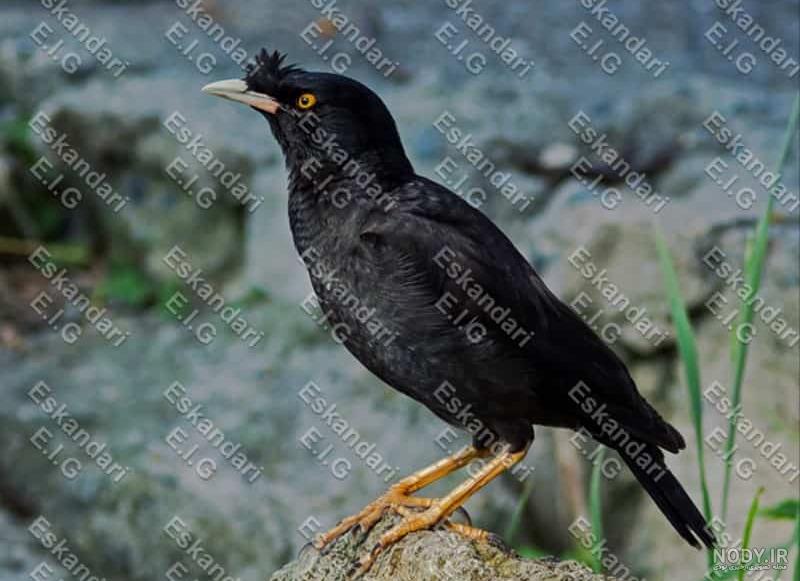 عکس مینا سیاه